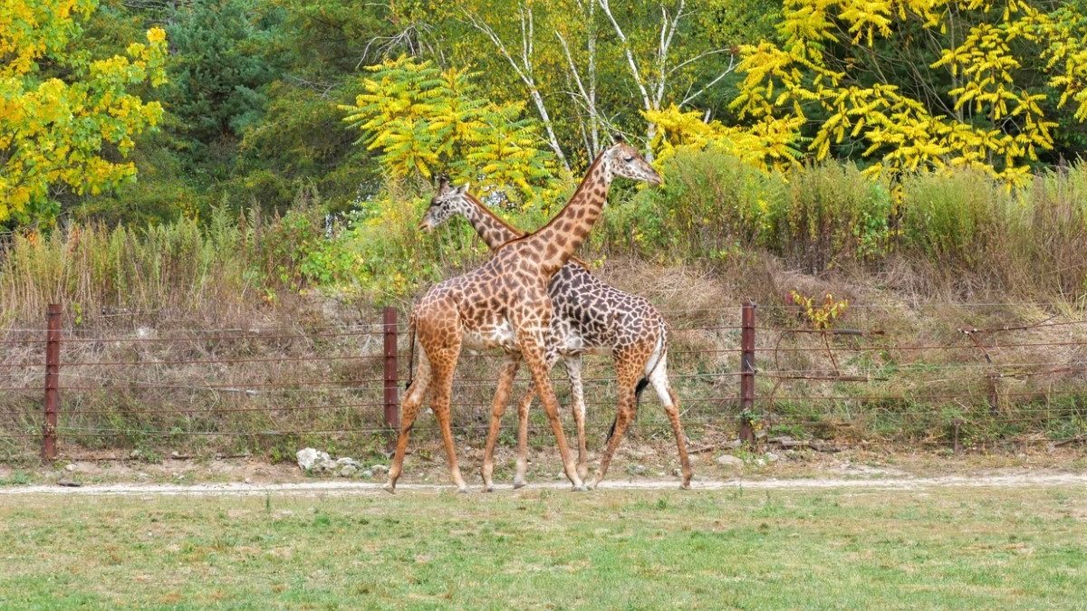 Directions To Franklin Park Zoo Franklin Park Zoo Parking [All You Need To Know In 2022]